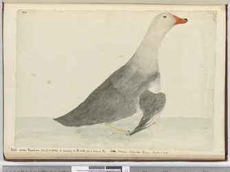 Anatra chiamata Cavallo da corsa per la sua velocità nel correre sull