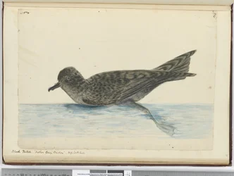 Pintado nero. Pollo di Madre Carey. Alta latitudine sud, 1772-75