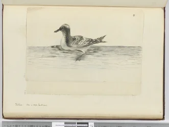 Pintado. Visto in alta latitudine sud, 1772-75