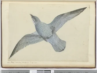 Petrello blu. Baia Oscura Nuova Zelanda. In alta latitudine sud, 1772-75