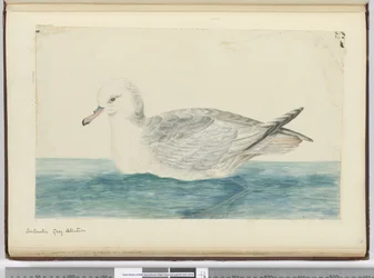 Albatros grigio antartico