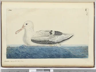 Albatros visto in mare a latitudine sud