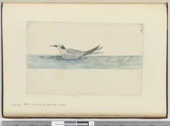 Piccolo petrello grigio visto vicino al Capo di Buona Speranza, ottobre 1772