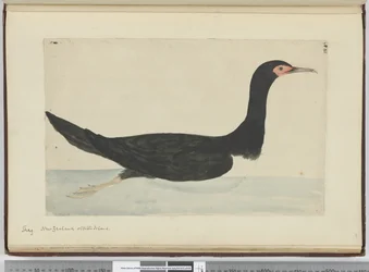 Cormorano, Nuova Zelanda e Staten Island