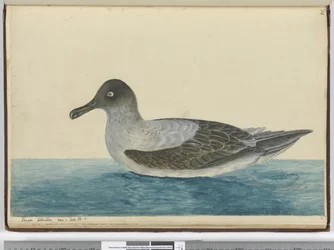 Piccolo albatros visto a latitudine 65 S