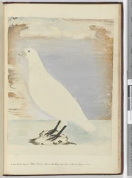 Un nuovo uccello visto a Staten Island, Terra del Fuoco, gennaio 1774