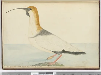 Un nuovo chiurlo visto a Staten Island, Terra del Fuoco, gennaio 1774
