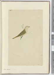 Piccolo cuculo. Nuova Zelanda, 1772-75