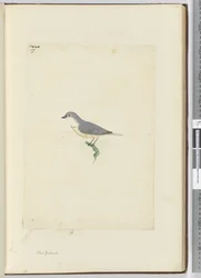 Uccello non identificato della Nuova Zelanda, 1772-75