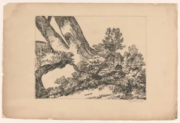 Vegetazione sotto un albero