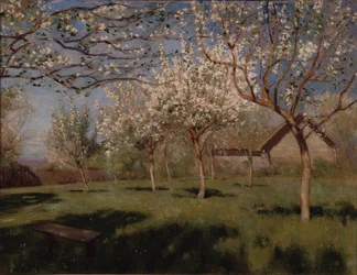 Meli in fiore