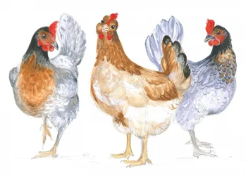 Galline che schiamazzano