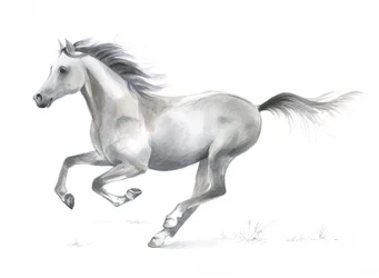 Grazia dinamica di un cavallo al galoppo