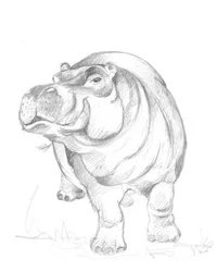 Ippopotamo 01