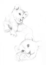 Cuccioli di leone