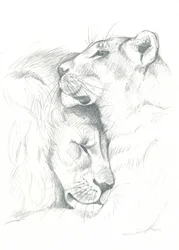 Serenità del leone