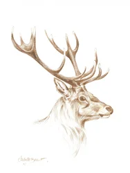 Disegno di un maestoso cervo