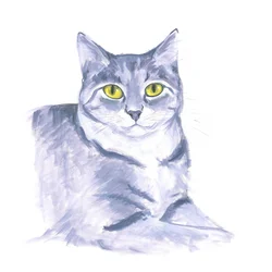 Gatto osservatore