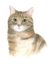Gattino Plato