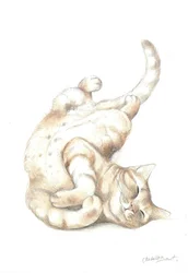 Gatto rilassato