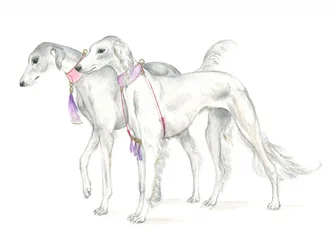 Cani saluki con delicati collari
