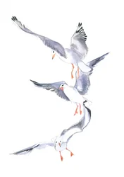 Volo di gabbiano