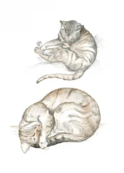 Due studi di gatti