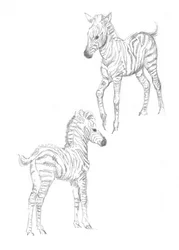 Puledri di zebra