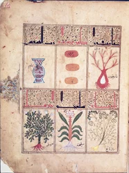 Ms. Arabe 2964 fol.49 Piante dal Trattato di Teriaca dopo Galeno, 1217