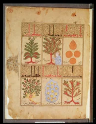 Ms. Arabe 2964 fol.57 Piante medicinali per la teriaca, dal Trattato di Teriaca dopo Galeno, 1217