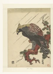 Aquila su ramo di pino sotto la pioggia