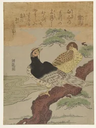 Uccelli del tuono