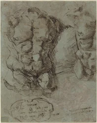 Studi di un torso maschile