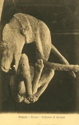 Pompei, Museo, Cadavere di un cane