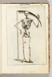Uno scheletro che regge una falce nello stile del Tristo Mietitore, da „De Anatome Corporis Humani Libri VII“ di Guido Guidi