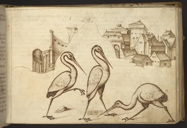 Add. 82955, f.107 Ibis (