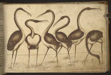Uccelli, da Historia Animalium
