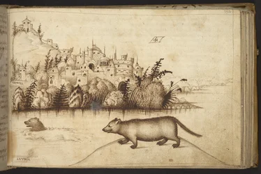 Lontra (