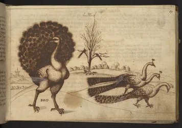 Add. 82955, f.53 Pavoni ("pavo"), da Historia Animalium, composta da 245 disegni a penna e inchiostro di diverse specie di animali e creature mitiche, ciascuno accompagnato da una descrizione, 1595