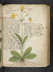 Erbario, Belluno
