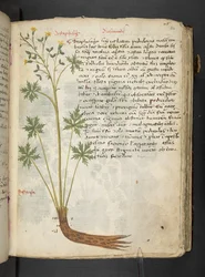 Erbario, Belluno