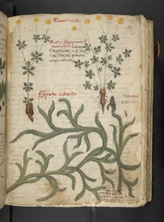 Erbario, Belluno