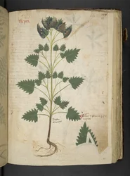 Add MS 41623 f.115r Nepta, da 