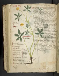 Pentafilon (o Potentilla), Erbario, Belluno