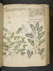Erbario, Belluno