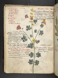 Add MS 41623 f.19v 