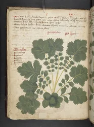 Add MS 41623 f.24v 