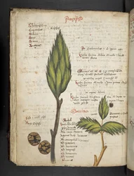 Add MS 41623 f.62v 