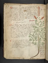 Add MS 41623 f.65v 