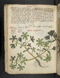 La Portulaca, da Erbario, Belluno